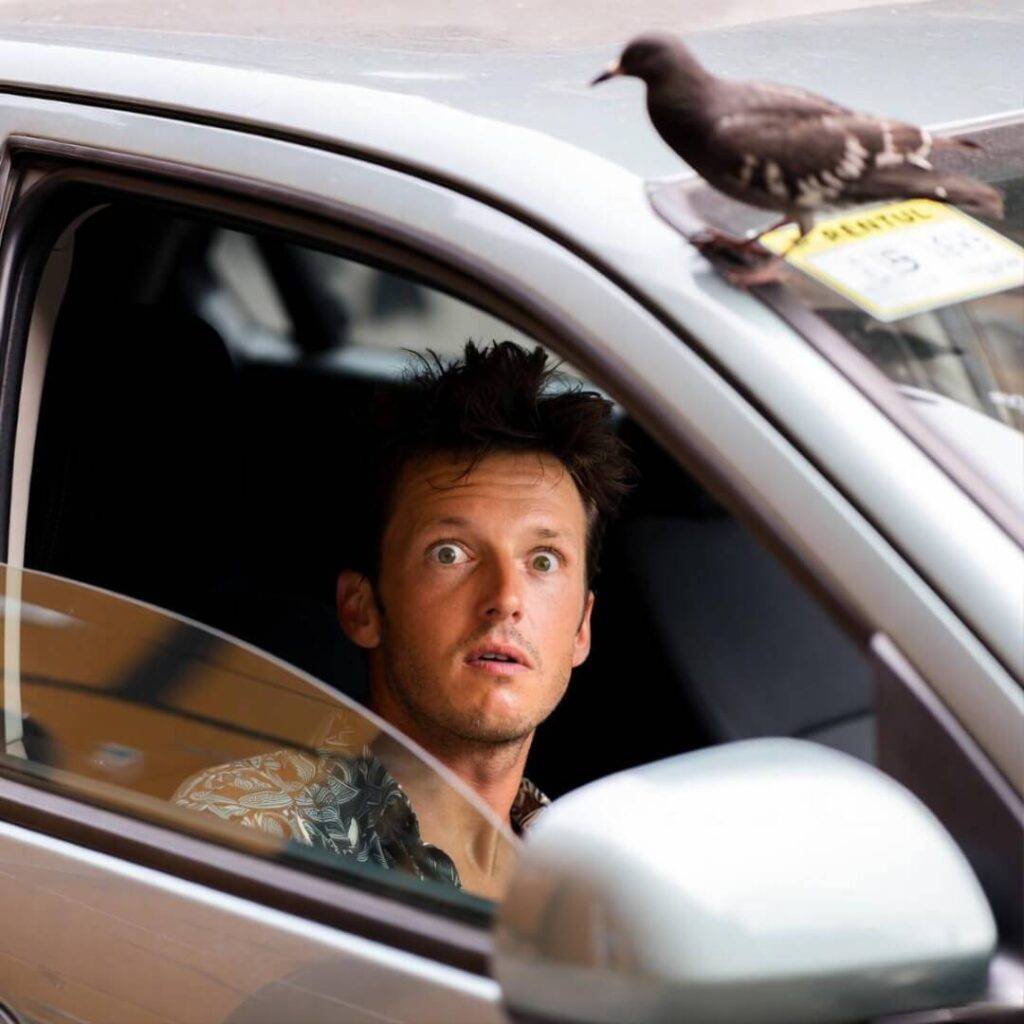 Man leans from rental car window, shocked as pigeon lands on hood.