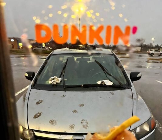 Is Full Coverage Worth It for Older Cars? Dented Honda Civic with paw prints and donut, seen through foggy Dunkin' window.