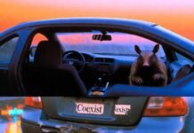 Collision vs. Comprehensive: What’s the Difference? Damaged Honda Civic with "Coexist" sticker, armadillo inside, taquito on dash, neon-lit puddle.