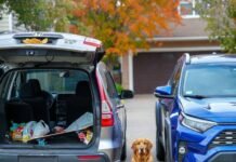 SUVs vs. Crossovers: What’s the Difference? Confused golden retriever between old CR-V and new RAV4, waffle fry on dash.